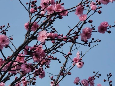 遂职·稻穗FM | 人生当如花般绚烂！